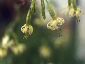 Silene nutans